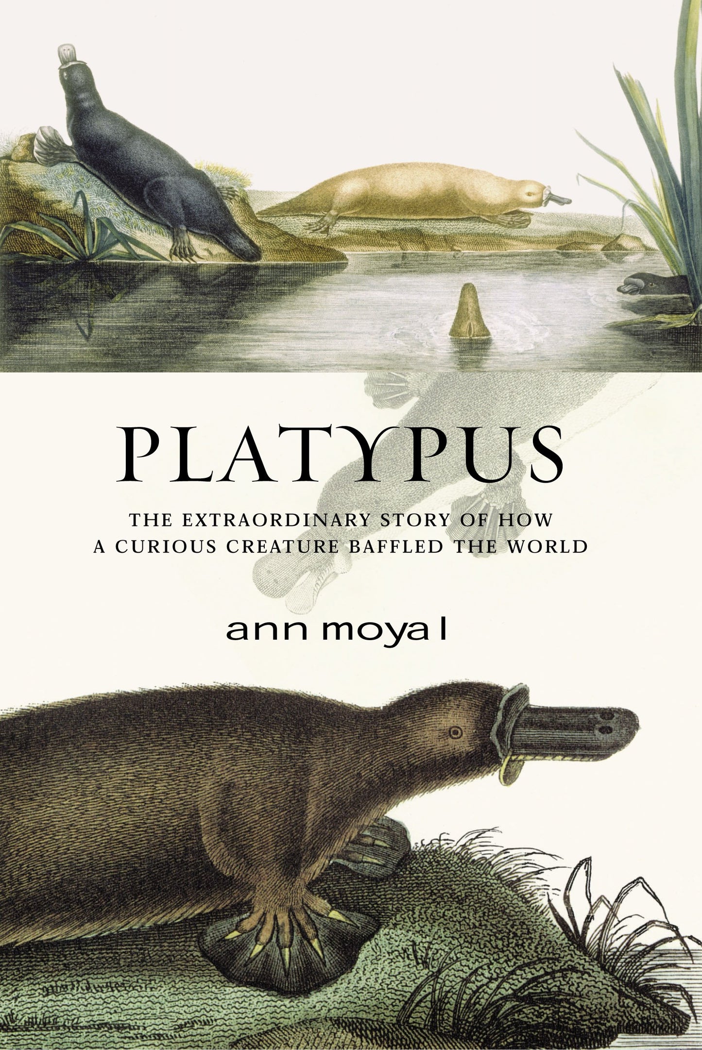 Platypus Moyal, Ann