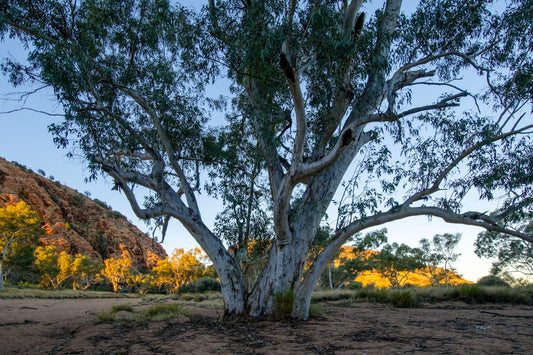 8 Australian novels where the landscape is unforgiving and unforgettable