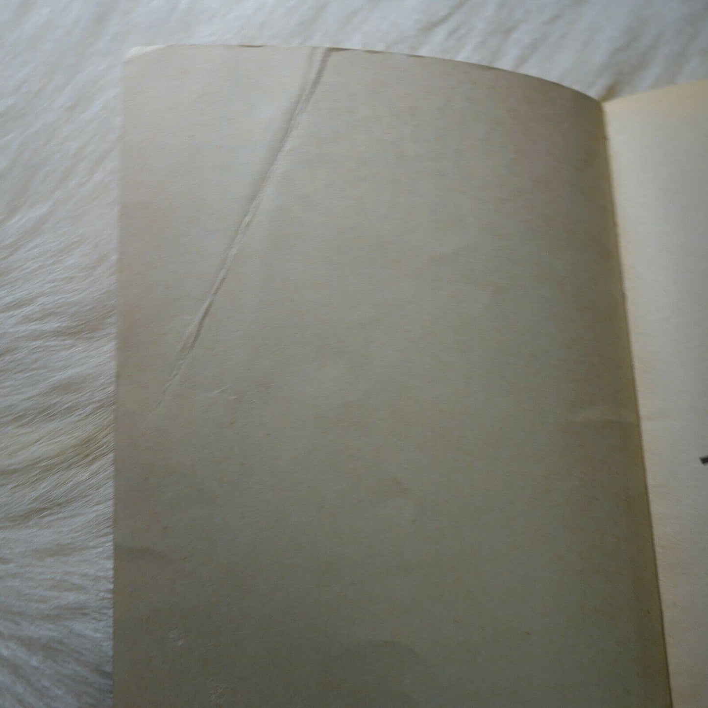 The Krelboyne Parrot Pollack, Pamela and Belviso, Meg