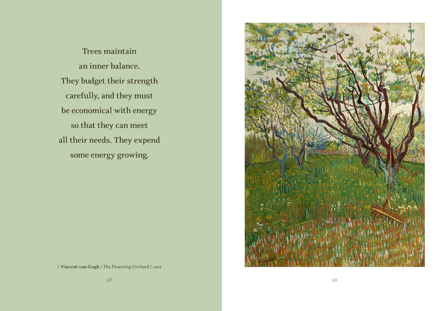 Wisdom from the Hidden Life of Trees