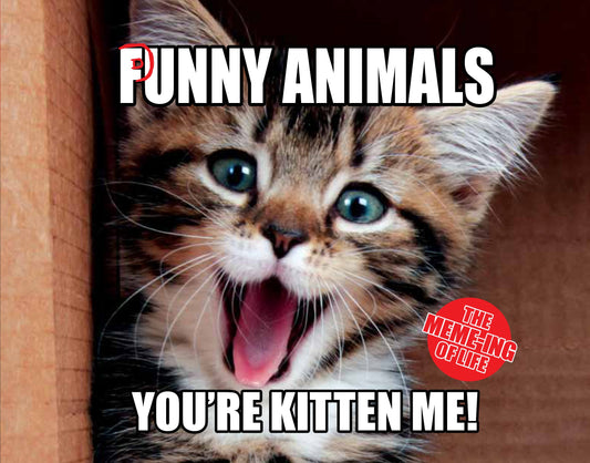 The Punny Animals : The Meme-Ing of Life - You're Kitten Me! [Hardcover] Hardie Grant Children's Publishing